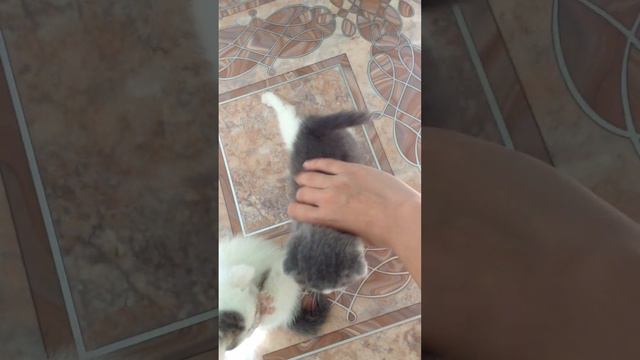 ПИТОМНИК Cat's Perfection - продажа котят смотреть онлайн