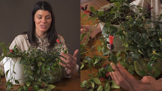 Aeschynanthus Radicans (Lipstick Plant) Houseplant Care—76 Of 365