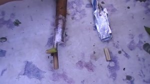 Размножение древовидного пиона путём прививки в корень травянистого пиона