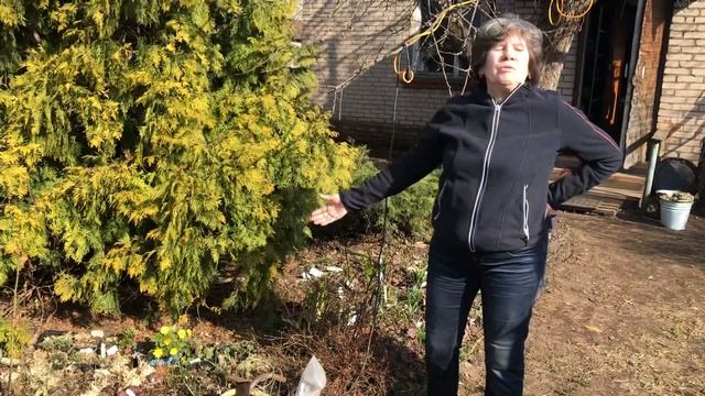 Адонис амурский | Fukujukai | солнечные зайчики у вас в саду смотреть онлайн
