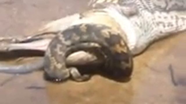Snake swallows wallaby смотреть онлайн