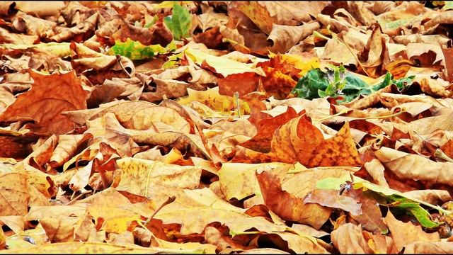 КРУЖЕВА ОСЕНИ ( Autumn Lace ) family comfy музыка: Ennio Morricone " Malena" смотреть онлайн