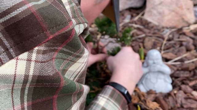 Nana Gracilis - part 2 (more pruning and first time wiring ) смотреть онлайн