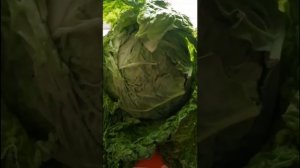 Капуста савойская Золотая ранняя.