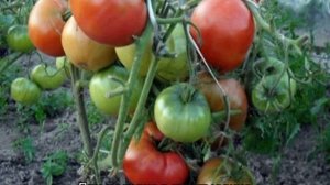 Томат Розовые щечки: характеристика и описание сорта