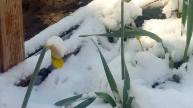 Распустившиеся тюльпаны и нарциссы в снегу смотреть онлайн