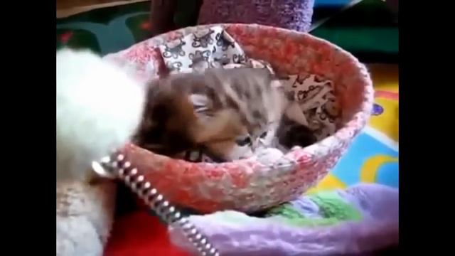 Забавный и милый котёнок ! смотреть онлайн