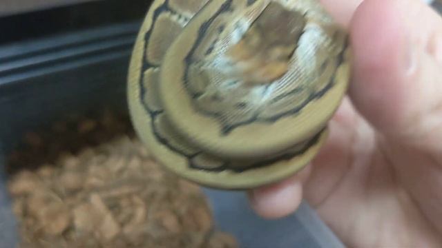 Clutch of Ball Pythons Has Unexpected Problems... I Need Your Advice смотреть онлайн