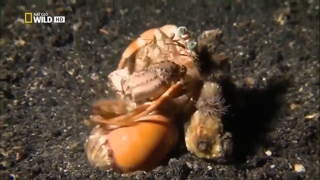 Nat Geo Wild. Самое странное место в океане. смотреть онлайн