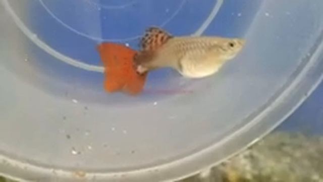 Guppy Fish Care – Can Different Types of Guppies Breed ? смотреть онлайн