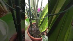 Эухарис совет для роста