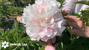 Catharina Fontijn peony. Катарина Фонтейн пион