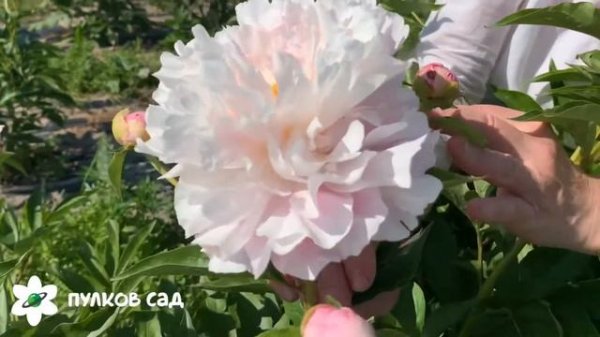 Catharina Fontijn peony. Катарина Фонтейн пион