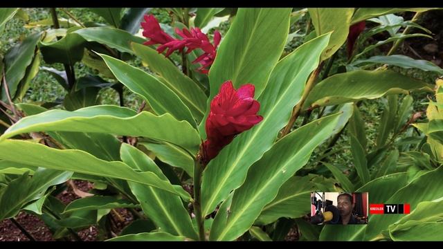 Alpinia purpurata Gingembre rouge. смотреть онлайн