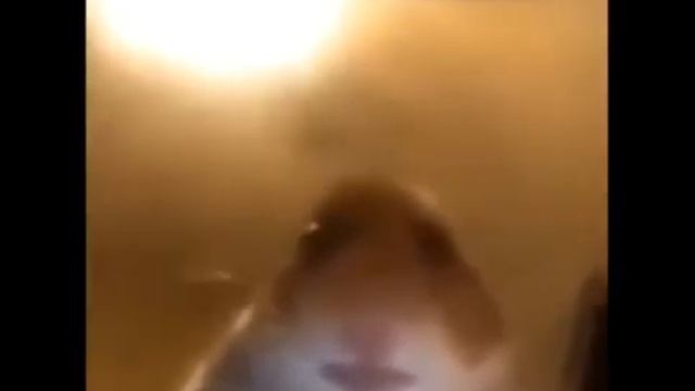 шок хомяк смотрит в камеру и не понял