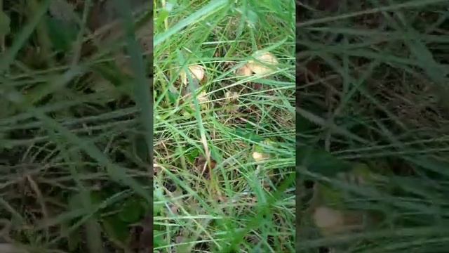 14.07.2022 Грибы лисички. Лес. ? смотреть онлайн