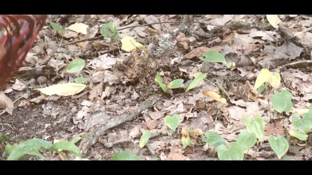 УЮТНЫЙ ВЛОГ | ОСЕННИЕ ВЫХОДНЫЕ | slow living ? смотреть онлайн