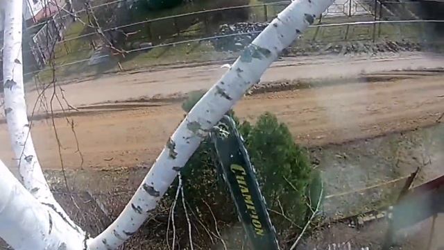 Спил березы арбористом / Арбористика / Промышленный альпинизм смотреть онлайн