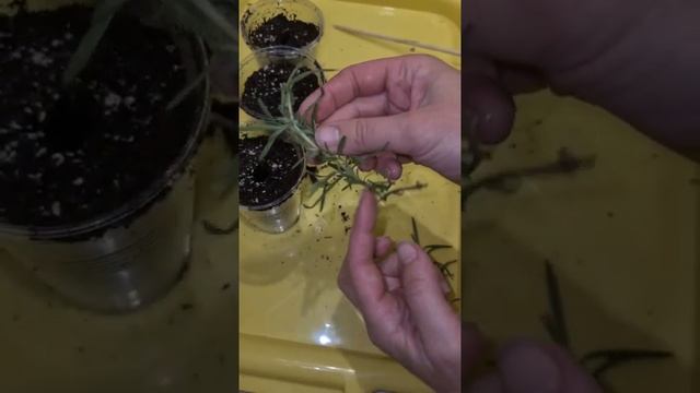 Черенкование розмарина? смотреть онлайн