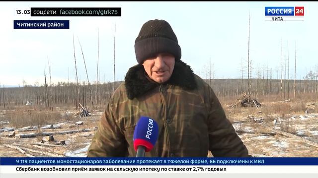 Действуют легально! Объемы незаконных рубок леса в Забайкалье стали ниже смотреть онлайн