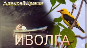 Очень душевная песня  ИВОЛГА  #алексейкракин #дворовыепесни