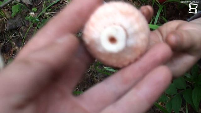 ПОХОД В ЛЕС ЗА ГРИБАМИ. НАЗВАНИЕ СЪЕДОБНЫХ ГРИБОВ. ВИДЕО ПРО ГРИБЫ смотреть онлайн