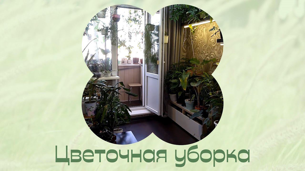 Цветы дома. Продолжаю наводить порядок. смотреть онлайн