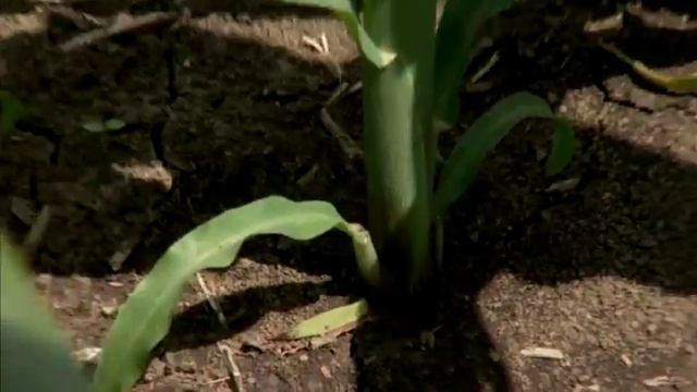 Quilt Xcel And Quadris Fungicides Improve Water Use Efficiency