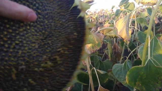 Соняшник НК НЕОМА перед збором врожаю (03.09.2020 р).