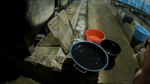 Инкубация осетра. Получение черной икры, ее оплодотворение и выклев смотреть онлайн