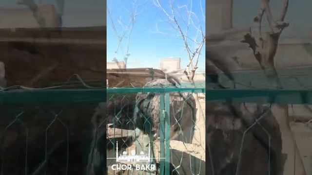 Чор бакр ,Бухорои шариф. масчид . 2022.08.17 смотреть онлайн