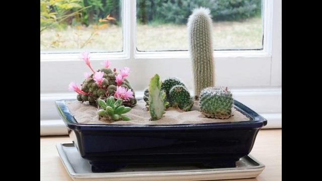 Как правильно посадить кактус ? Кактус уход. смотреть онлайн