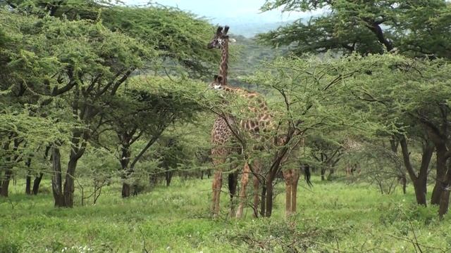 Giraffe And Zebra - Serengeti Tanzania Africa