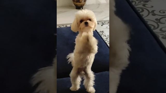 собака лает мальтезе голос смотреть онлайн