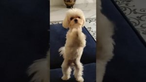 собака лает мальтезе голос