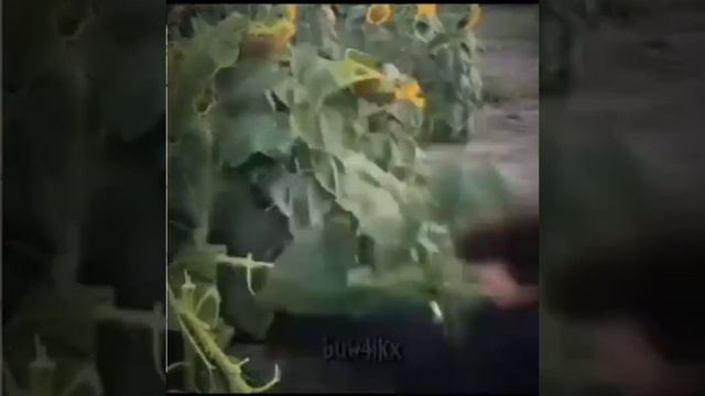 подсолнух против нефора смотреть онлайн