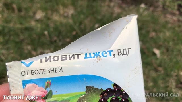 Срочно обработайте этим СМОРОДИНУ, КРЫЖОВНИК весной от болезней вредителей для большого урожая! смотреть онлайн