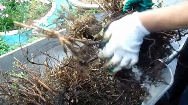 Лапчатка. Деление куста. смотреть онлайн