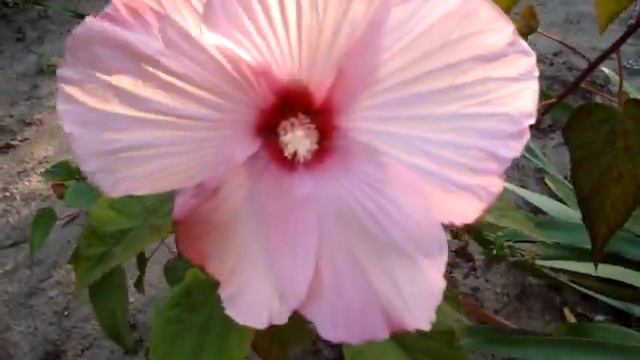 Гибискус травянистый растет без полива... смотреть онлайн