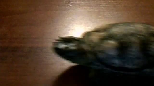 Видео c веб-камеры от 4 апреля 2015 г., 18:46 (UTC) смотреть онлайн