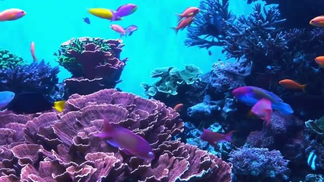 Aquarium 4K ? - Beautiful Coral Reef Fish - Music Relieves Anxiety And Stress смотреть онлайн