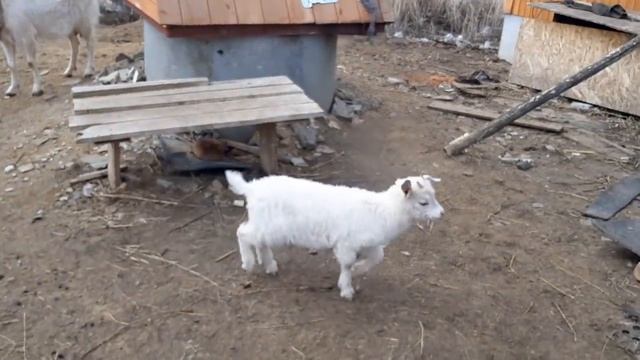 У ДЕДА МАТВЕЯ ПОЛОВОДЬЕ! БАБА ЗИНА КАТАЛАСЬ НА ЛОДКЕ!!! смотреть онлайн