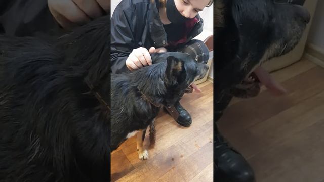 Старожил приюта Зена дома!!! смотреть онлайн
