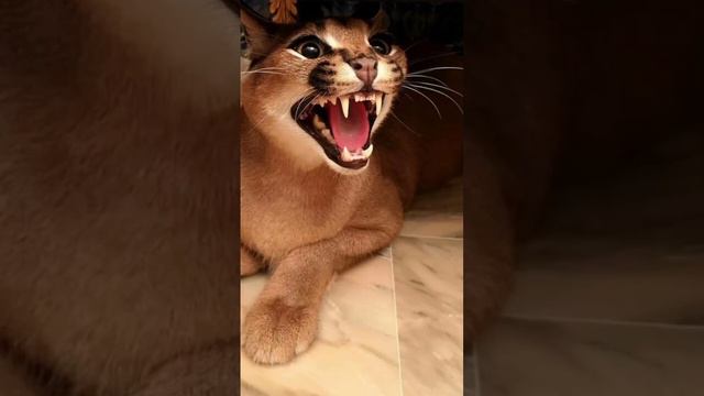#art #shortsvideo #animals #рек #шлепа #шлёпапельмень смотреть онлайн