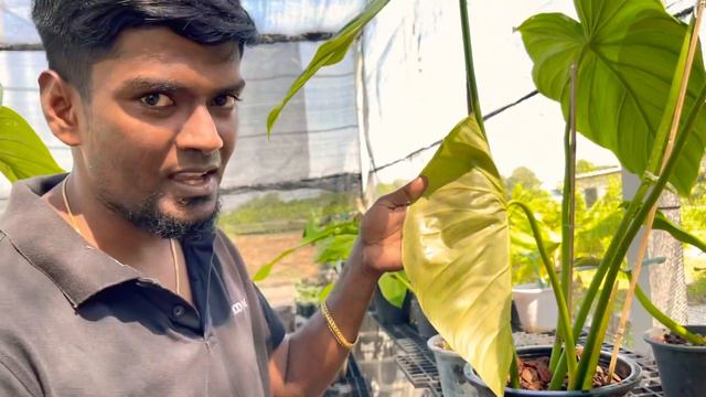 Philodendron ‘Dean McDowell’ Vs Philodendron Pastazanum