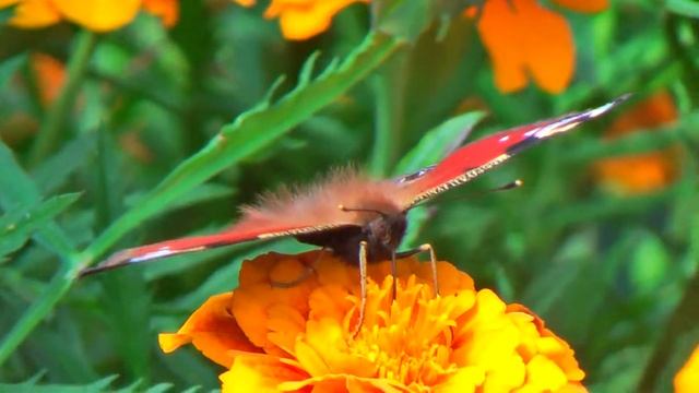 Panasonic HDC-HS100 Test - butterfly смотреть онлайн
