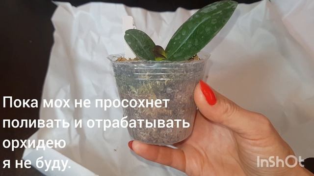 Phal. Mituo Diamond Canary 'Gold Red' Распаковка заказа с пассифлора. Что делать и чем обрабатывать смотреть онлайн