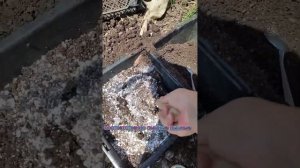 Высадка ампельной петуньи Опера. Какой объем? Какой грунт? Все самое важное!