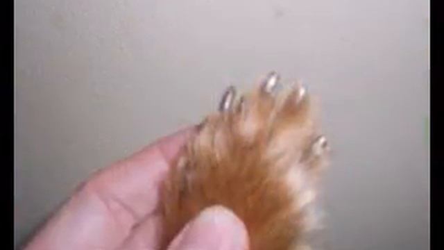 Зоосалон смотреть онлайн