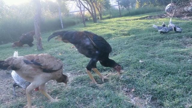 Индиский Бойцовый Сибрайт и д.р смотреть онлайн